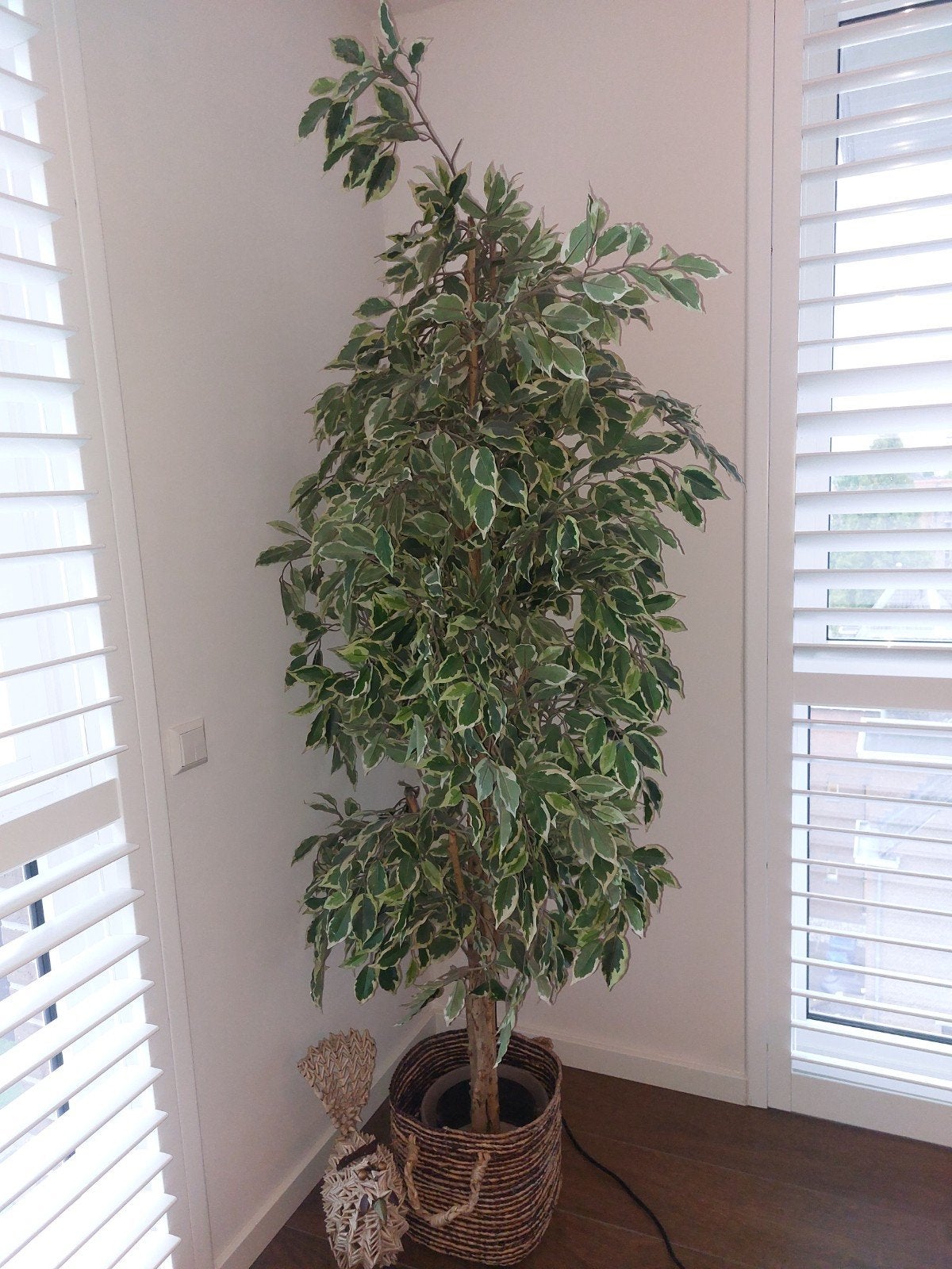 grote kunststof plant, ficus, Ophalen, Binnen, Gebruikt, Kunstplant