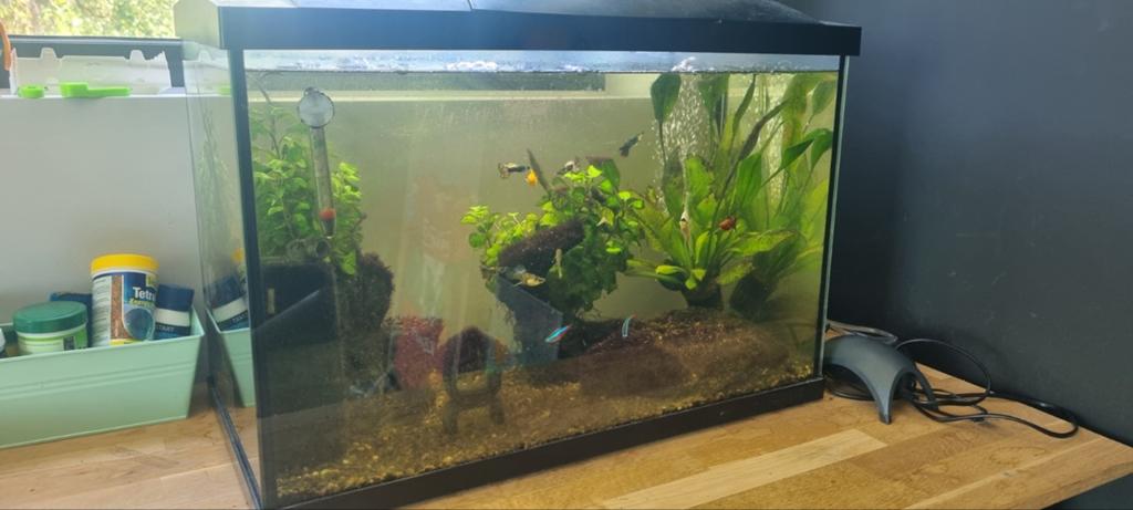 Aquarium incl vissen en toebehoren, Ophalen, Inclusief toebehoren, Gevuld zoetwateraquarium, Superfish