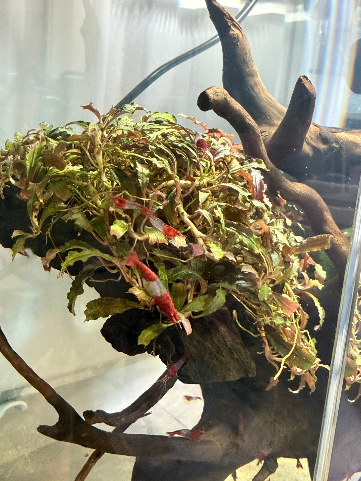 Red rili garnaal, Kreeft, Krab of Garnaal, Zoetwatervis, Schoolvis