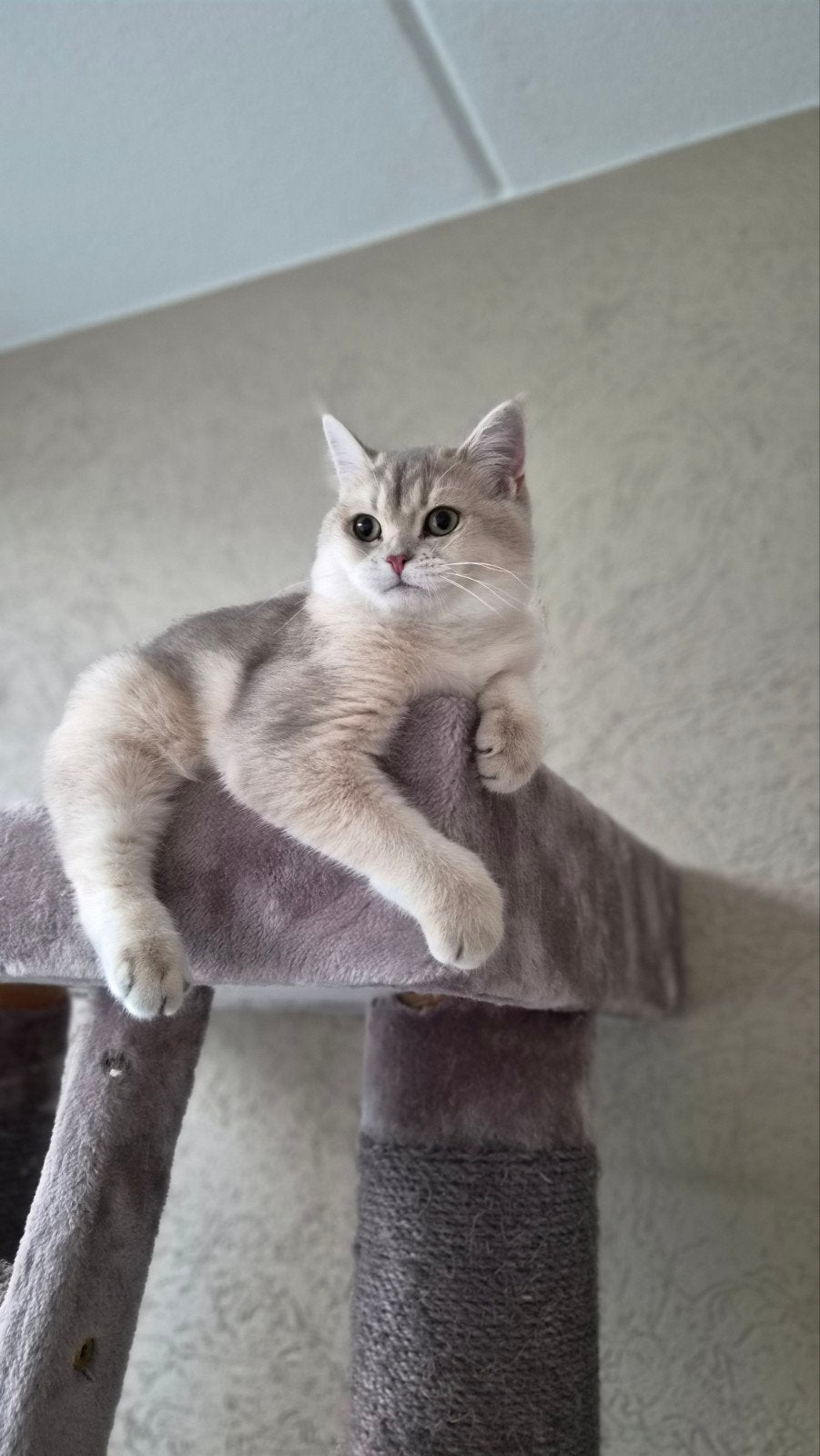 Britse korthaar kater Blue golden shaded, Dieren en Toebehoren, 0 tot 2 jaar