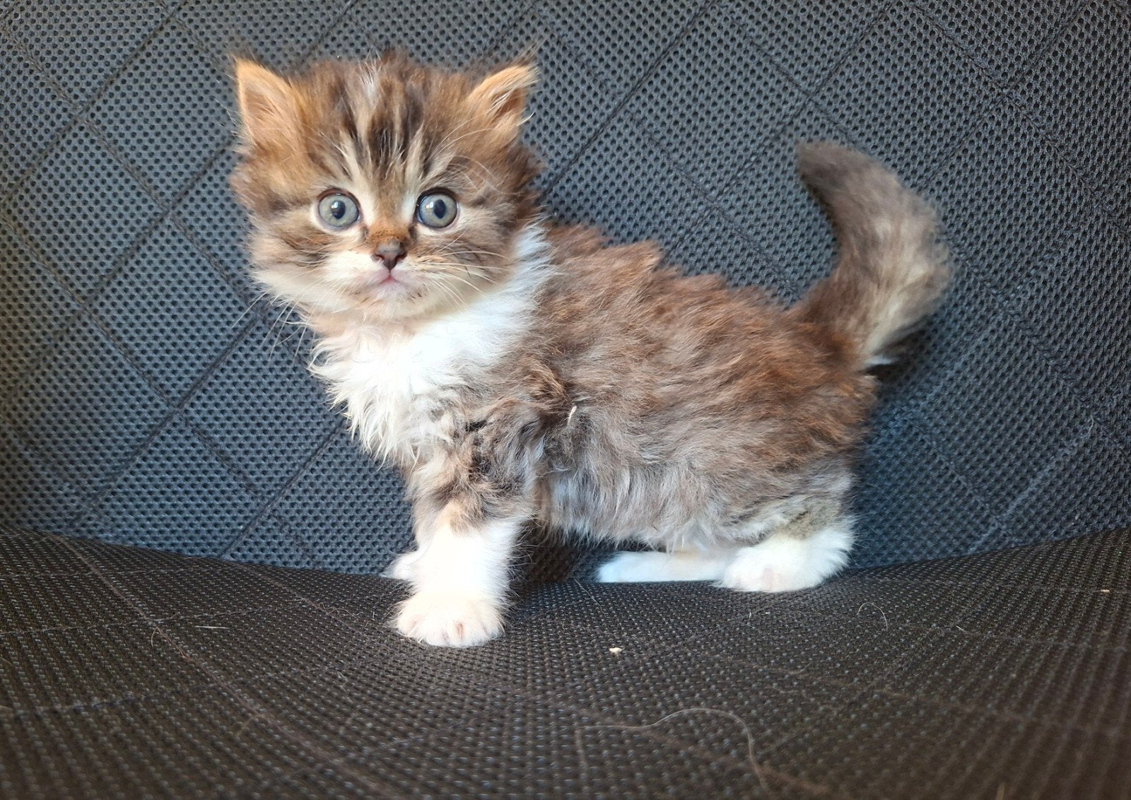 kittens, Meerdere dieren, Ontwormd, 0 tot 2 jaar