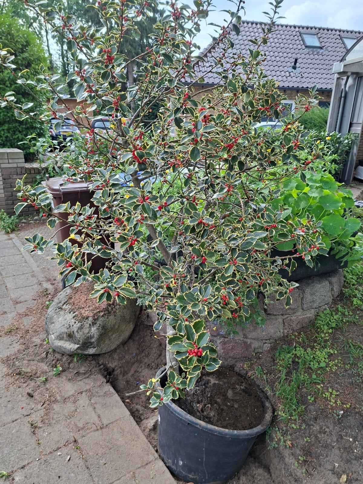 Bonte Hulst te koop (Ilex aquifolium 'Argentea Marginata'), Ophalen, Hulst, Struik, 100 tot 250 cm