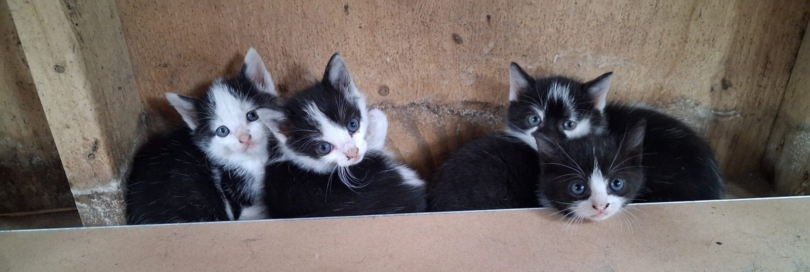 Kittens te koop!, Meerdere dieren