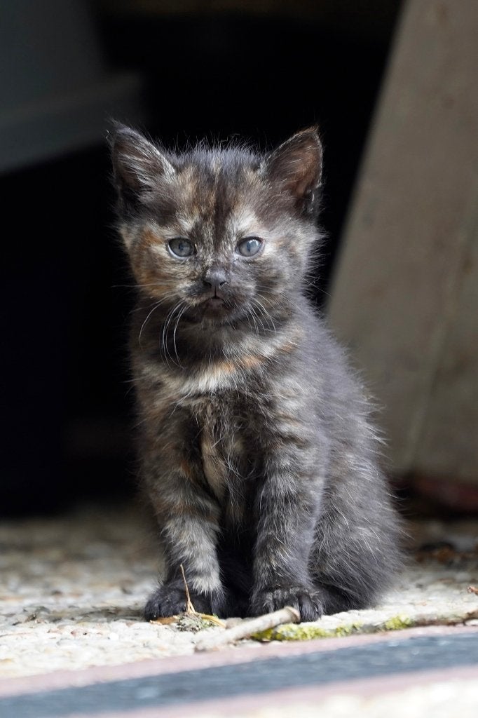 Boerderij kittens, Meerdere dieren, Ontwormd, 0 tot 2 jaar