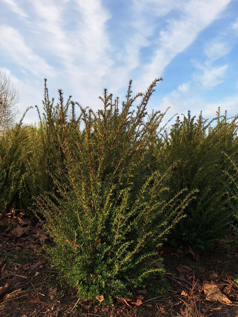 Taxus baccata, 100 - 120 cm, mooi vol!, Ophalen, Taxus, Haag, 100 tot 250 cm