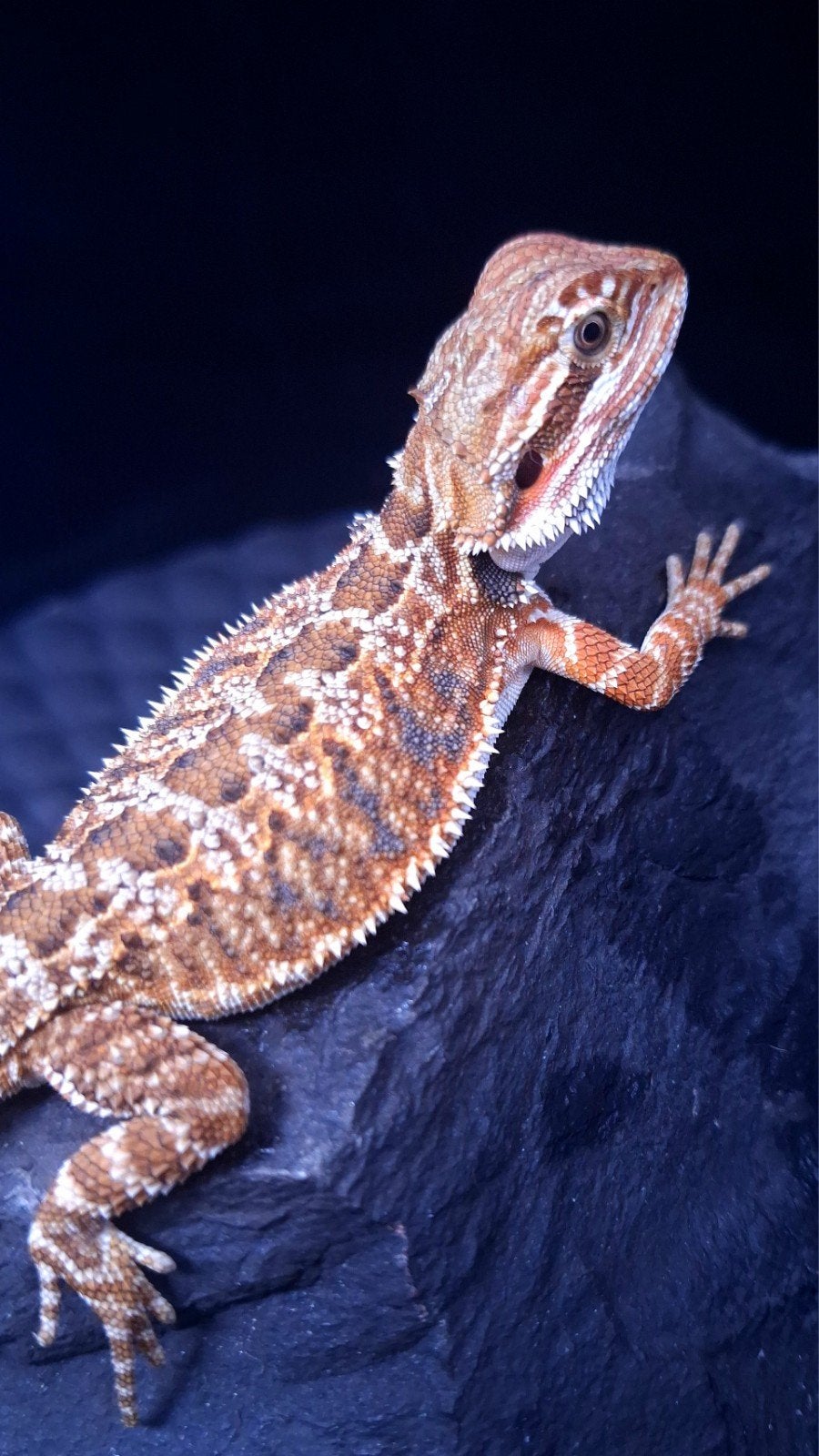 50% Red Monster het. HypoTrans baardagaam vrouwtje groen Bearded Dragon - female for sale from Design Dragons
