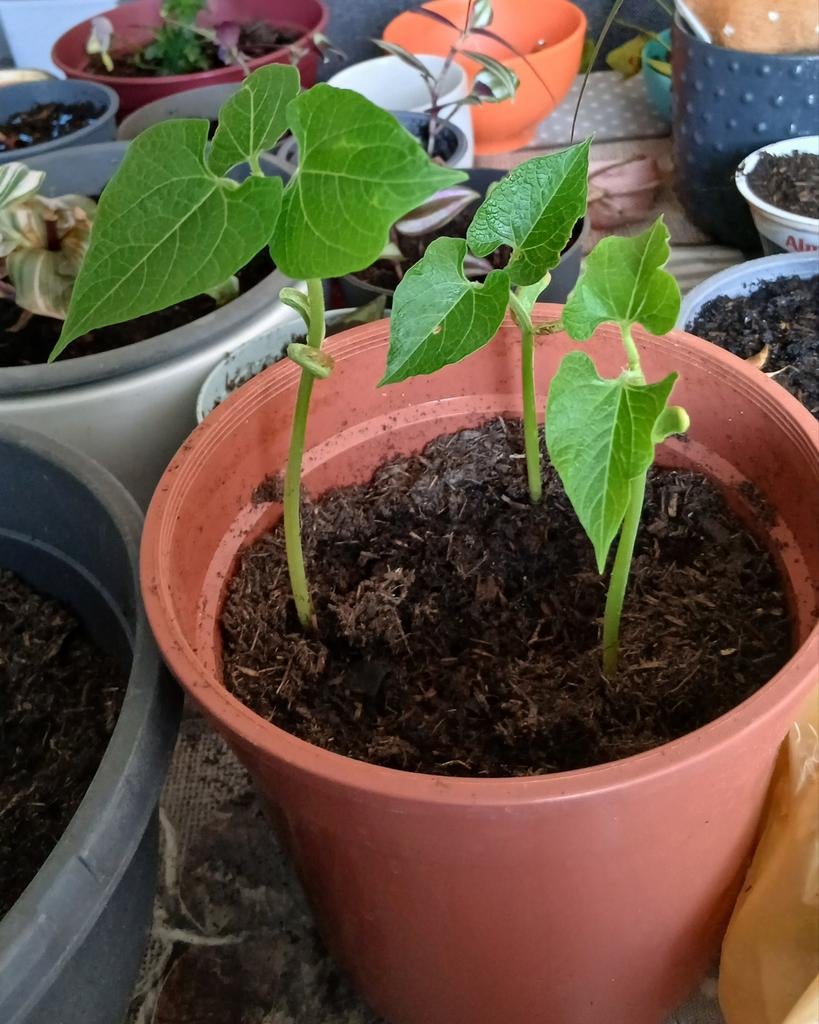 Sperziebonen planten te koop, Ophalen, Eenjarig, Groenteplanten, Volle zon