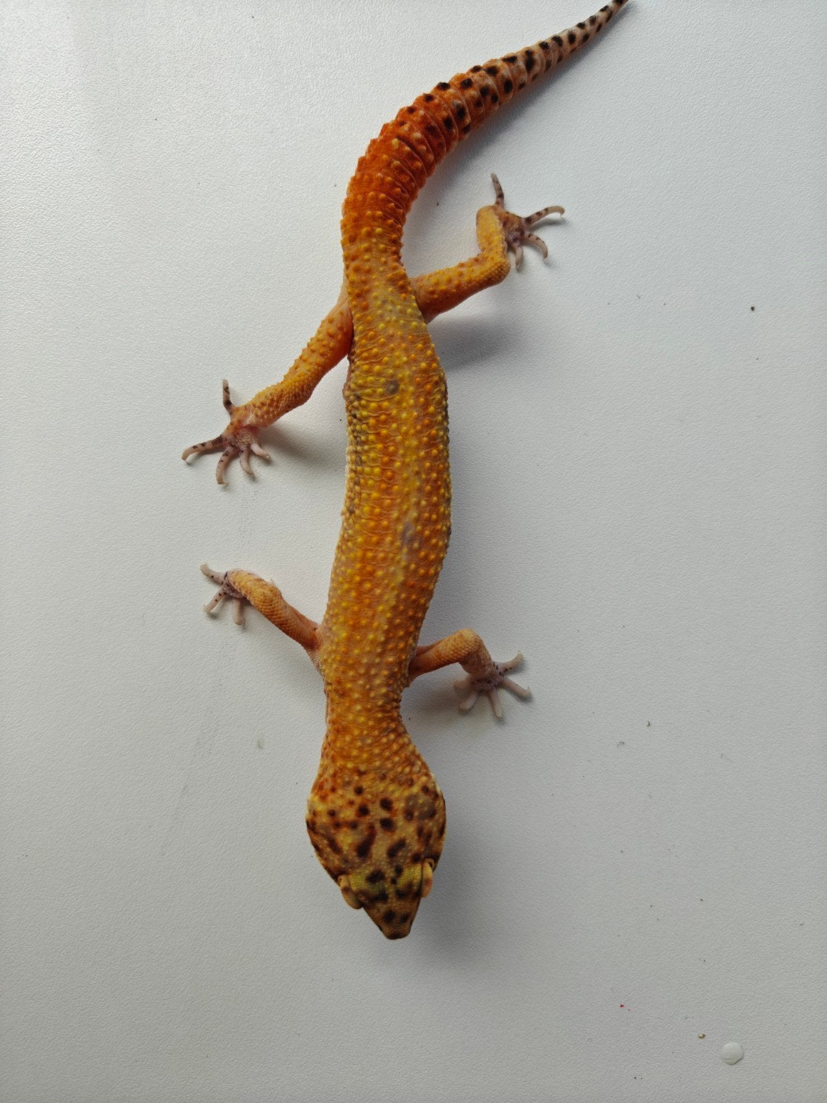mooie mannelijke luipaardgekko van 7 jaar oud Leopard Gecko - male for sale from Julia Van der leur