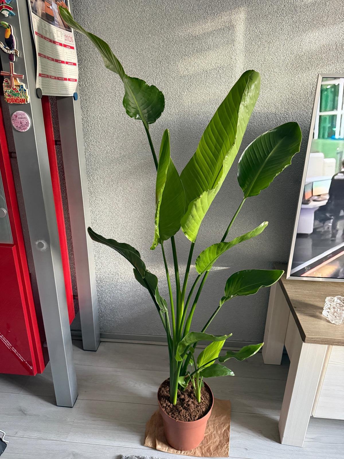 Strelitzia Nicolai, Huis en Inrichting, Kamerplanten, Ophalen, Volle zon, 100 tot 150 cm