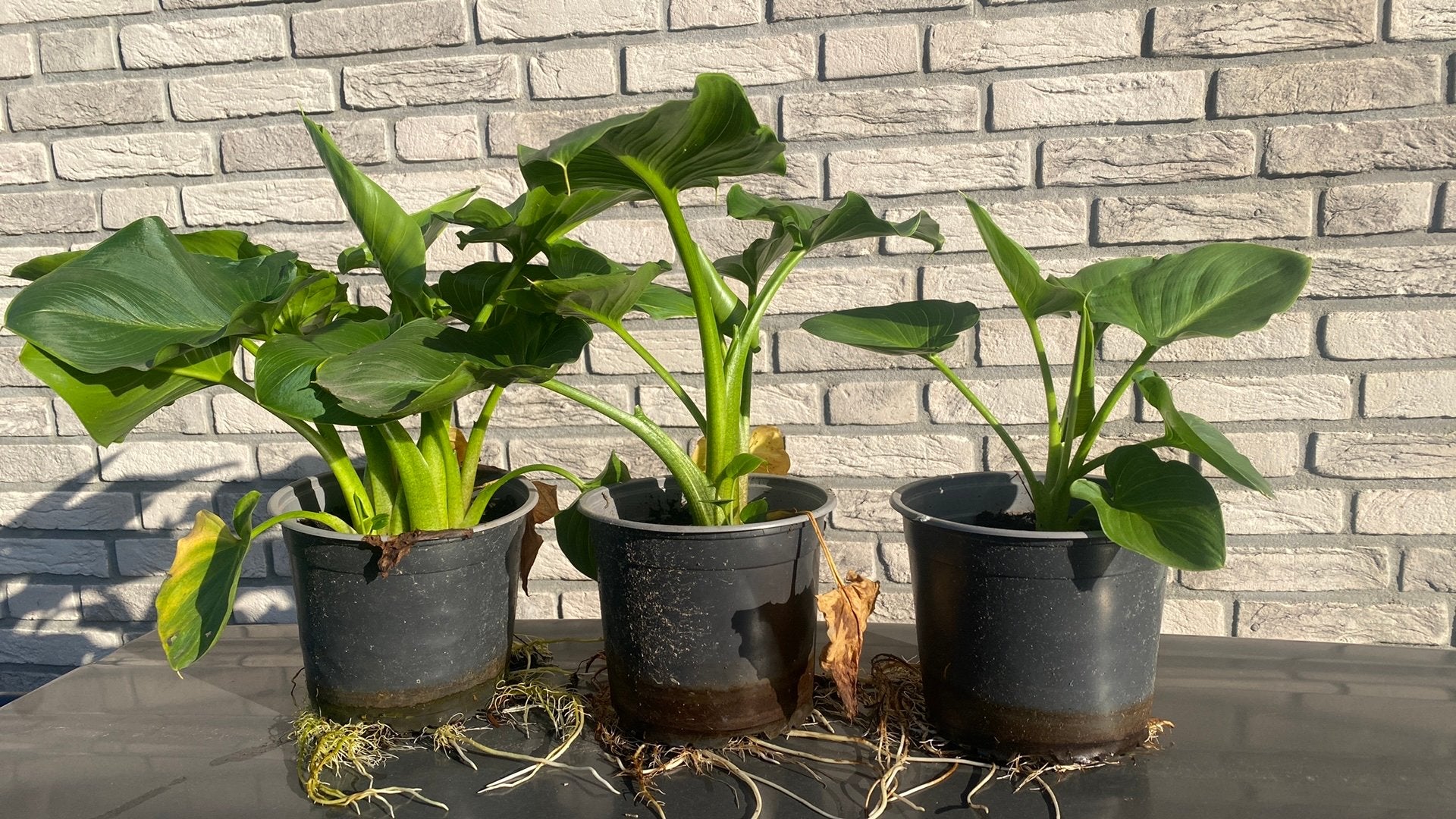 Aronskelk, Vaste plant, Halfschaduw, Lente, Ophalen