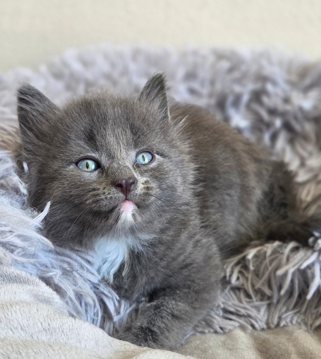Super mooi nestje kittens, Dieren en Toebehoren, Katten en Kittens | Overige Katten, Meerdere dieren