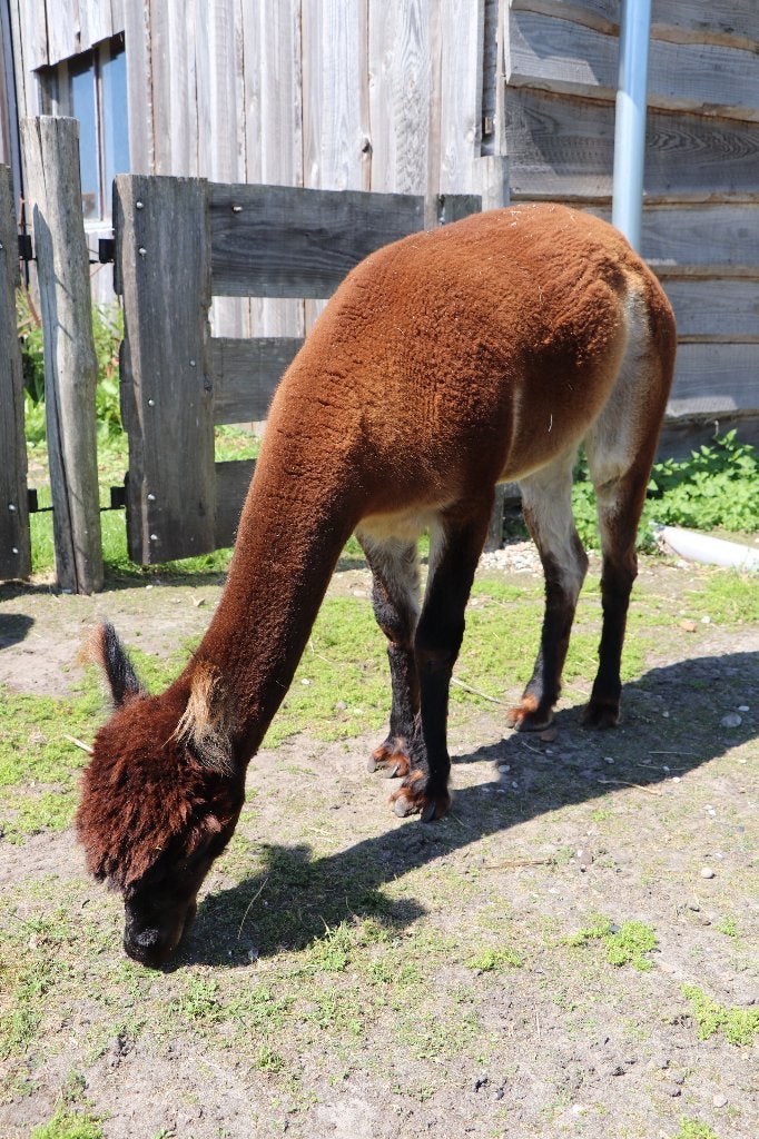 Alpaca hengst te koop 3 jaar oud, Dieren en Toebehoren, Overige Dieren, Oktober, Mannelijk