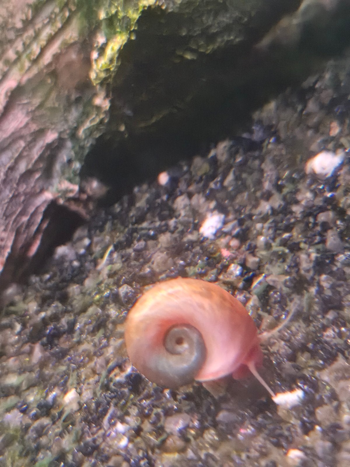 slakken voor in het aquarium, Dieren en Toebehoren, Vissen | Aquariumvissen, Slak of Weekdier