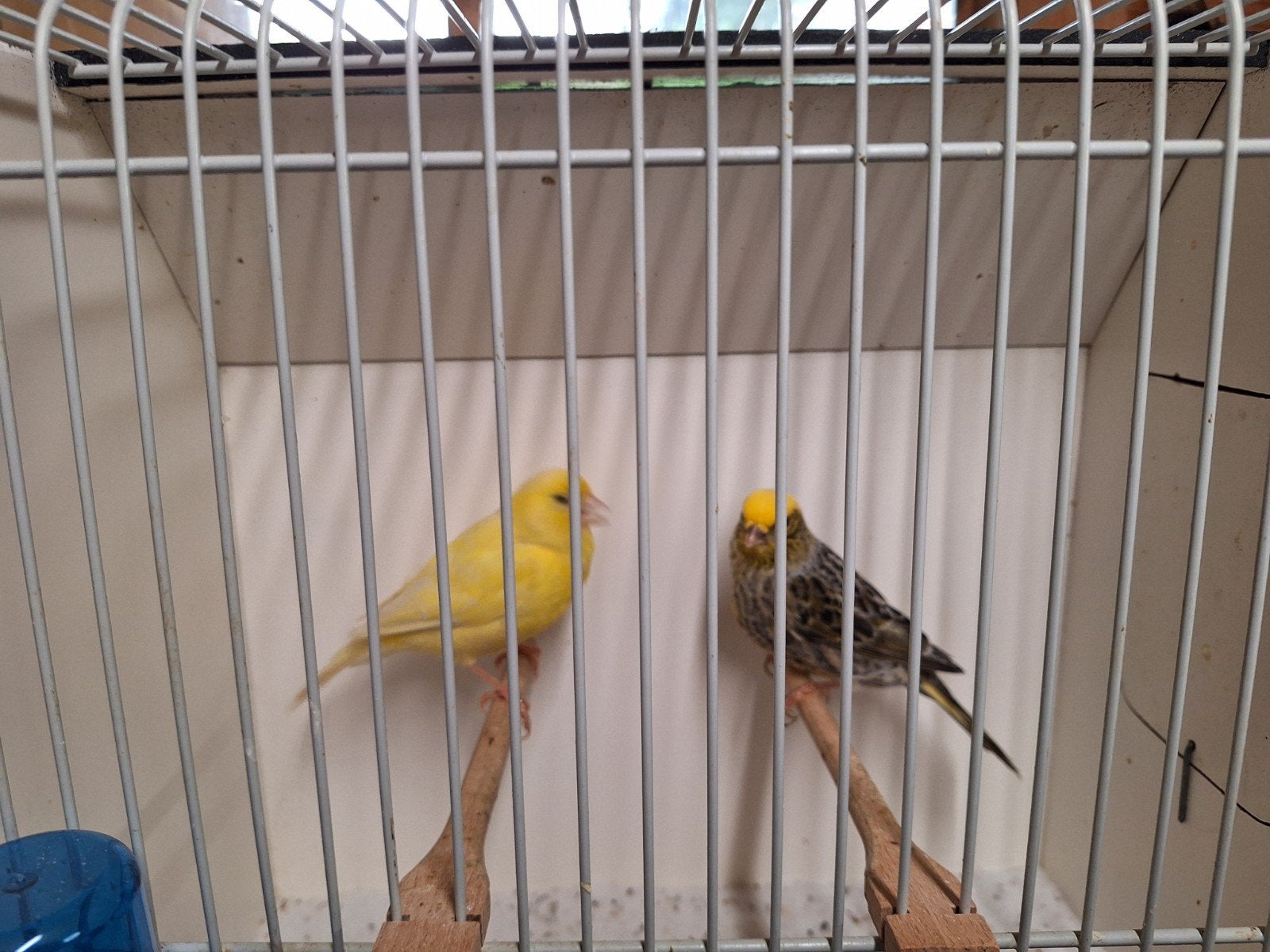 kanarie poppen, Dieren en Toebehoren, Vrouwelijk, Kleurkanarie