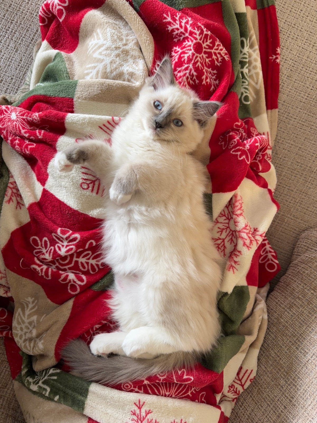 Prachtige ragdoll poes 16 weken oud, Meerdere dieren, Ingeënt, 0 tot 2 jaar