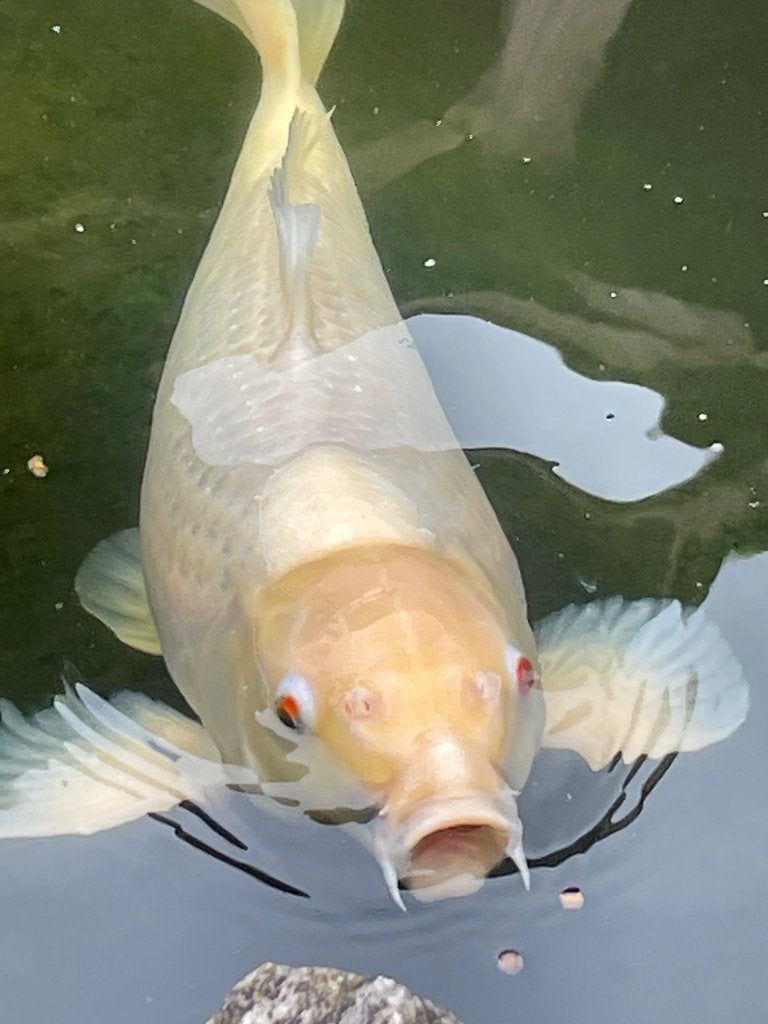 Koikarper, Dieren en Toebehoren, Vissen | Vijvervissen, Karper of Koi