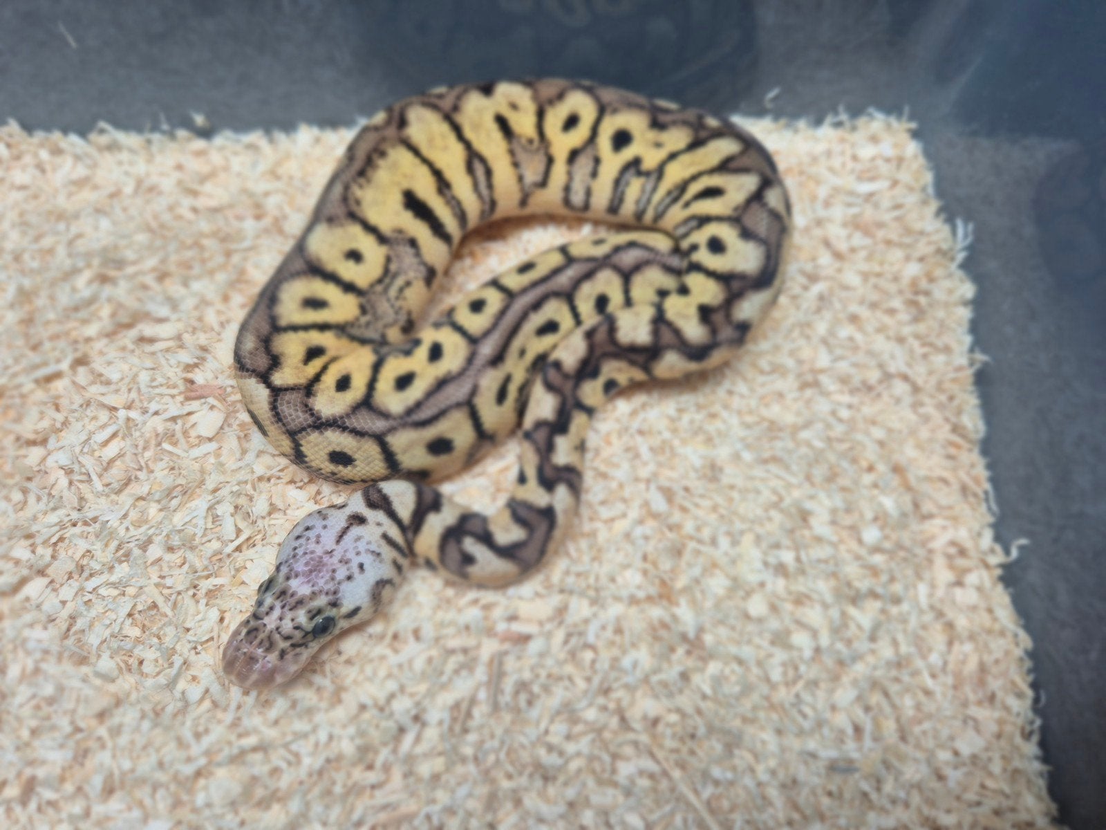 ballpython / python regius nakweek 2026 Ball Python photo 4