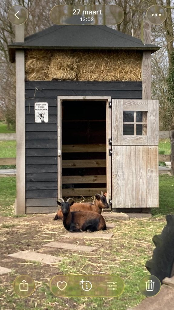 2 Dwerggeiten 2024, Dieren en Toebehoren, Schapen, Geiten en Varkens, Vrouwelijk, Geit, 0 tot 2 jaar