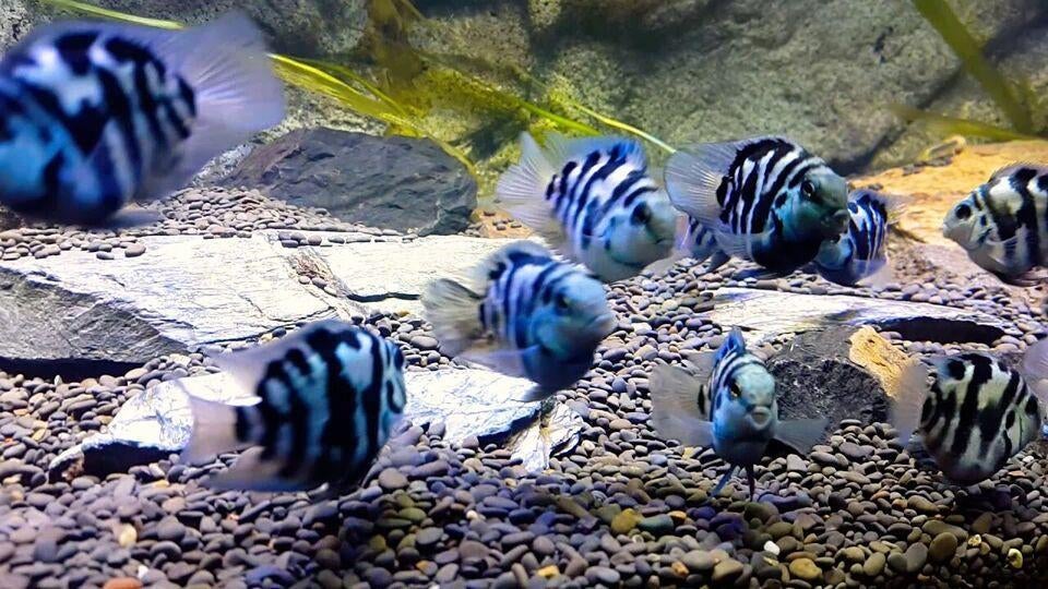 Polar bleu parrot, Dieren en Toebehoren, Vis, Zoetwatervis, Schoolvis