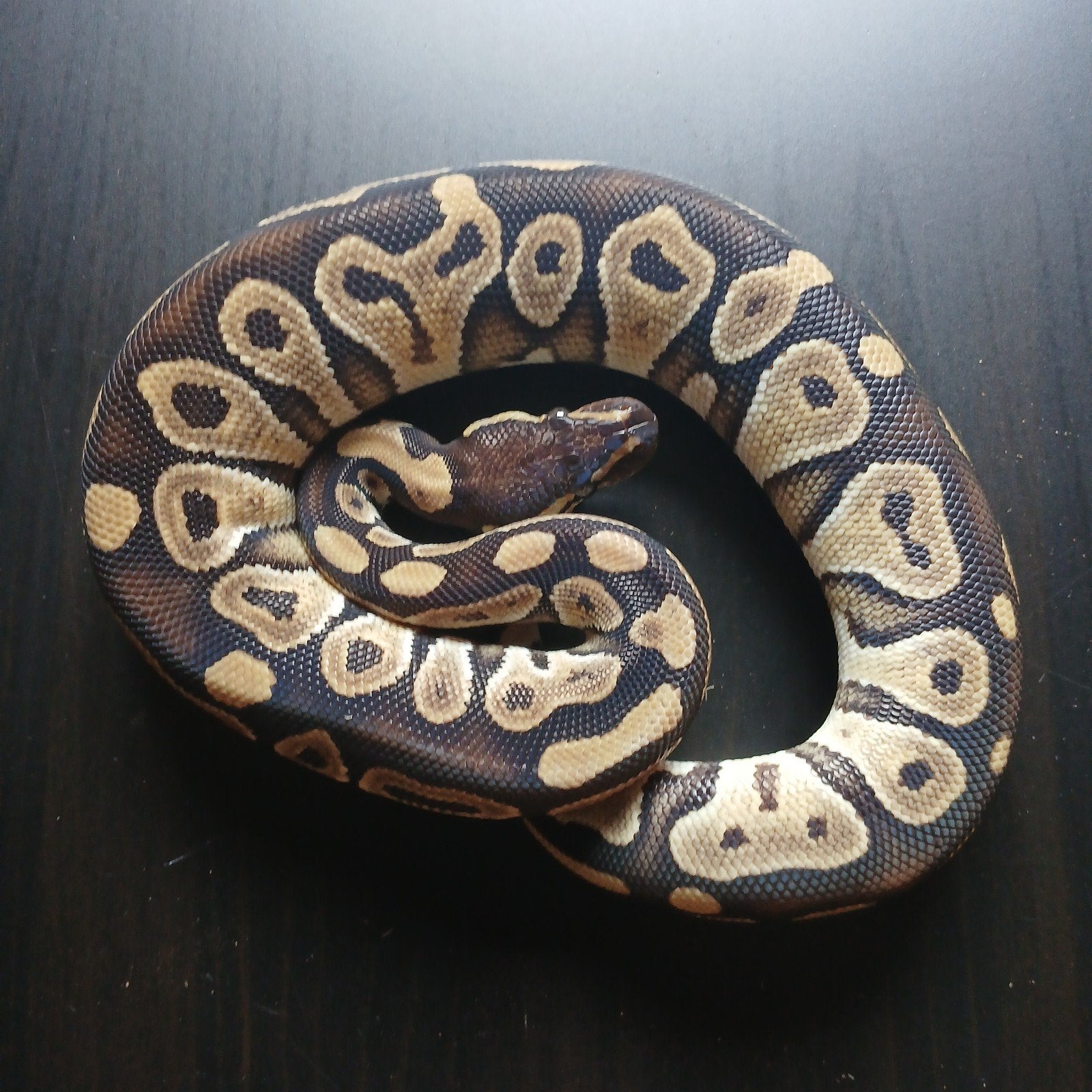 1.1 Mojave Ball Pythons (Python regius), Dieren en Toebehoren, Slang, 0 tot 2 jaar