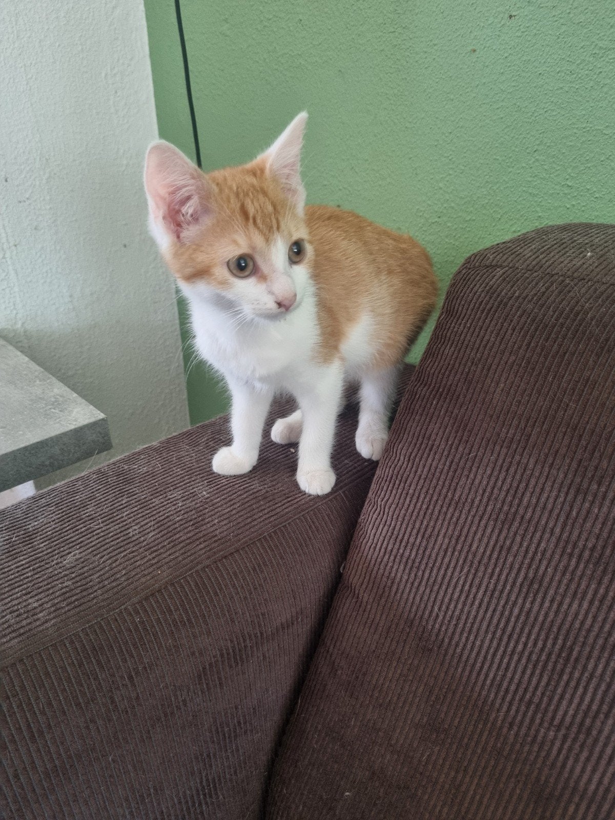kittens, Meerdere dieren, Kortharig, 0 tot 2 jaar