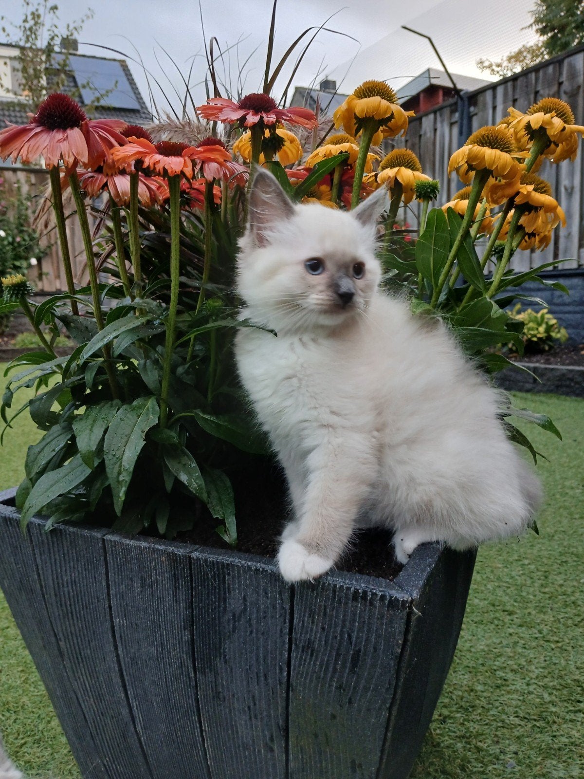 Raszuivere prachtige Ragdoll kittens, Meerdere dieren, Ontwormd, 0 tot 2 jaar