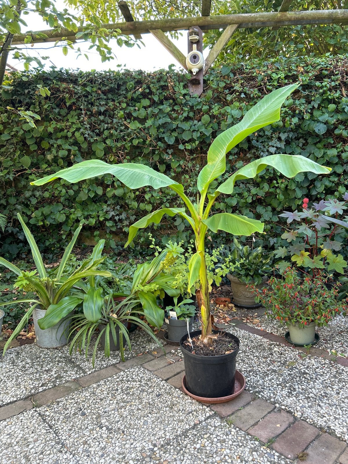 Musa basjoo Bananenplant - 70 cm hoog, Tuin en Terras, Volle zon, Vaste plant, Bloeit niet, Ophalen