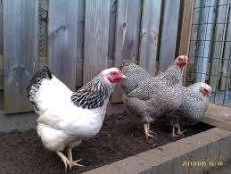 Wyandotte krielkippen., Dieren en Toebehoren, Pluimvee, Vrouwelijk, Kip