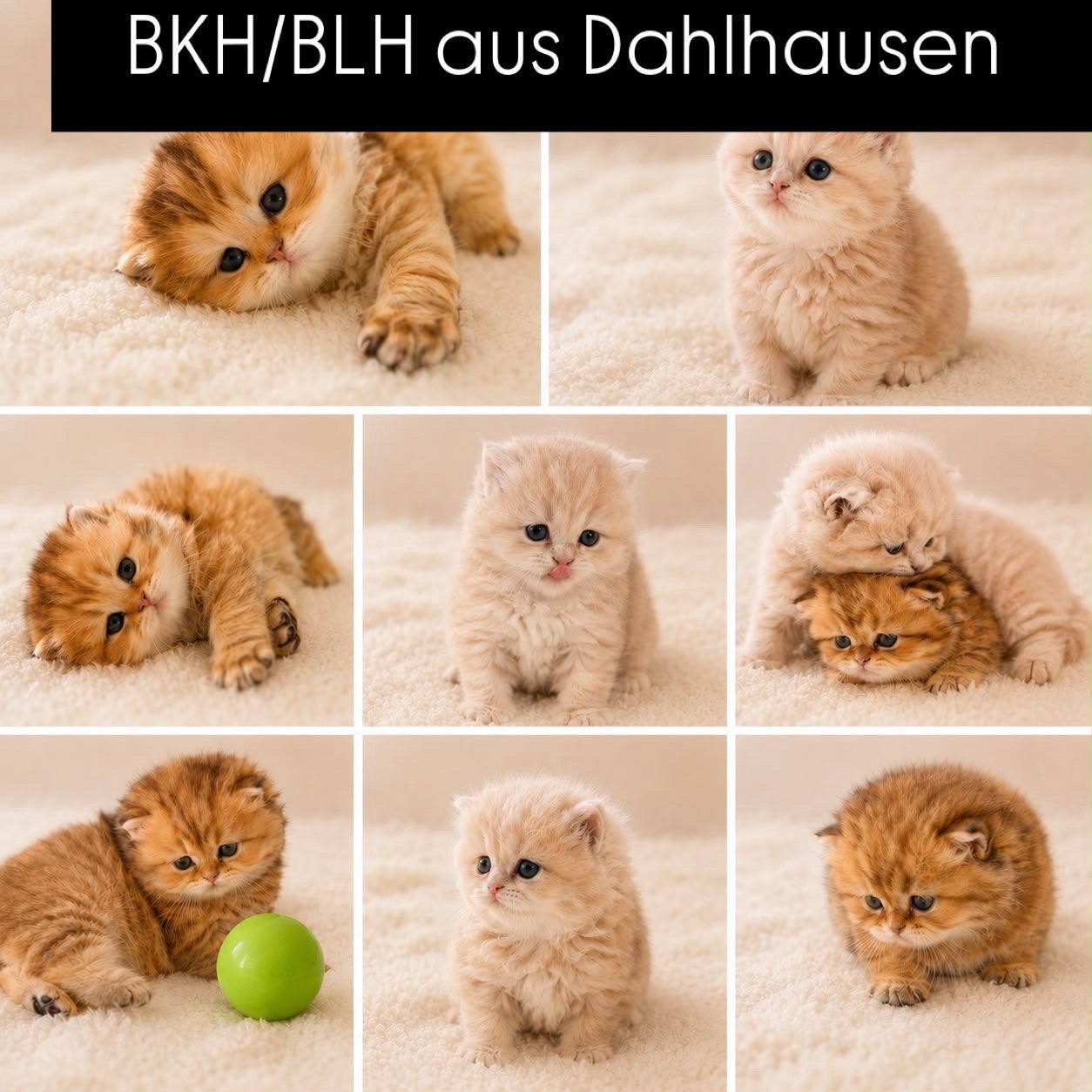 BKH/BLH met Stamboom, Ontwormd