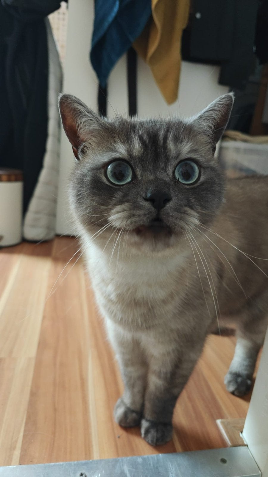 Britse korthaar mix siamese kat, Dieren en Toebehoren, Katten en Kittens | Raskatten | Korthaar, Kater, Gechipt, 3 tot 5 jaar