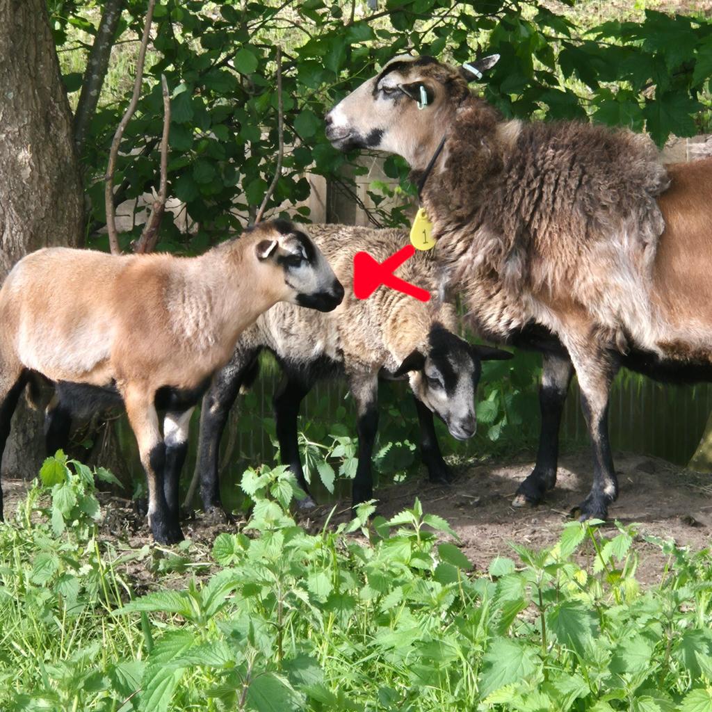 Laatste ooilam Maasduinenschaap vleesgefokt, Eén persoon, Overige typen