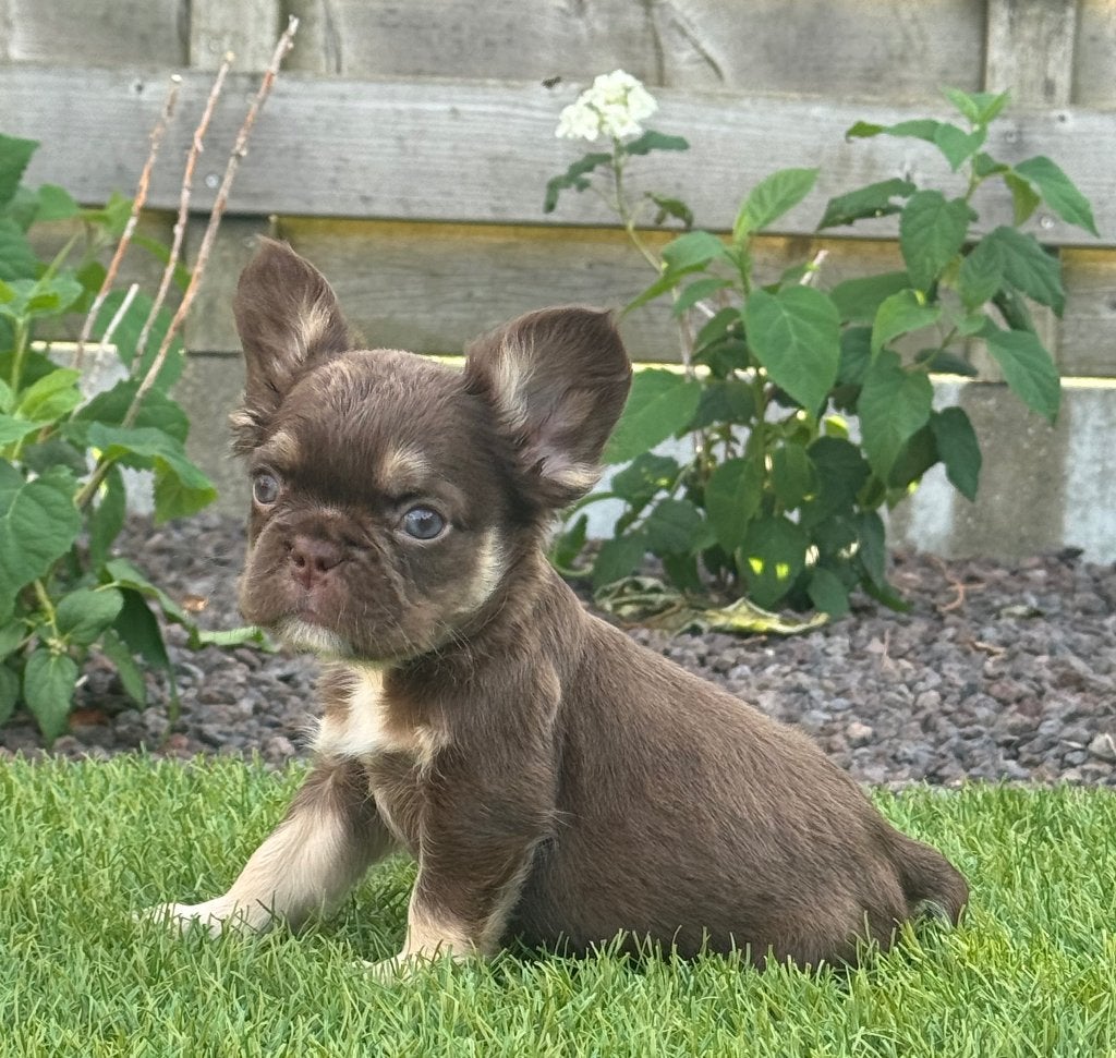 Choco tan Franse Bulldog pup reutje, Dieren en Toebehoren, België, Particulier, Reu, 8 tot 15 weken