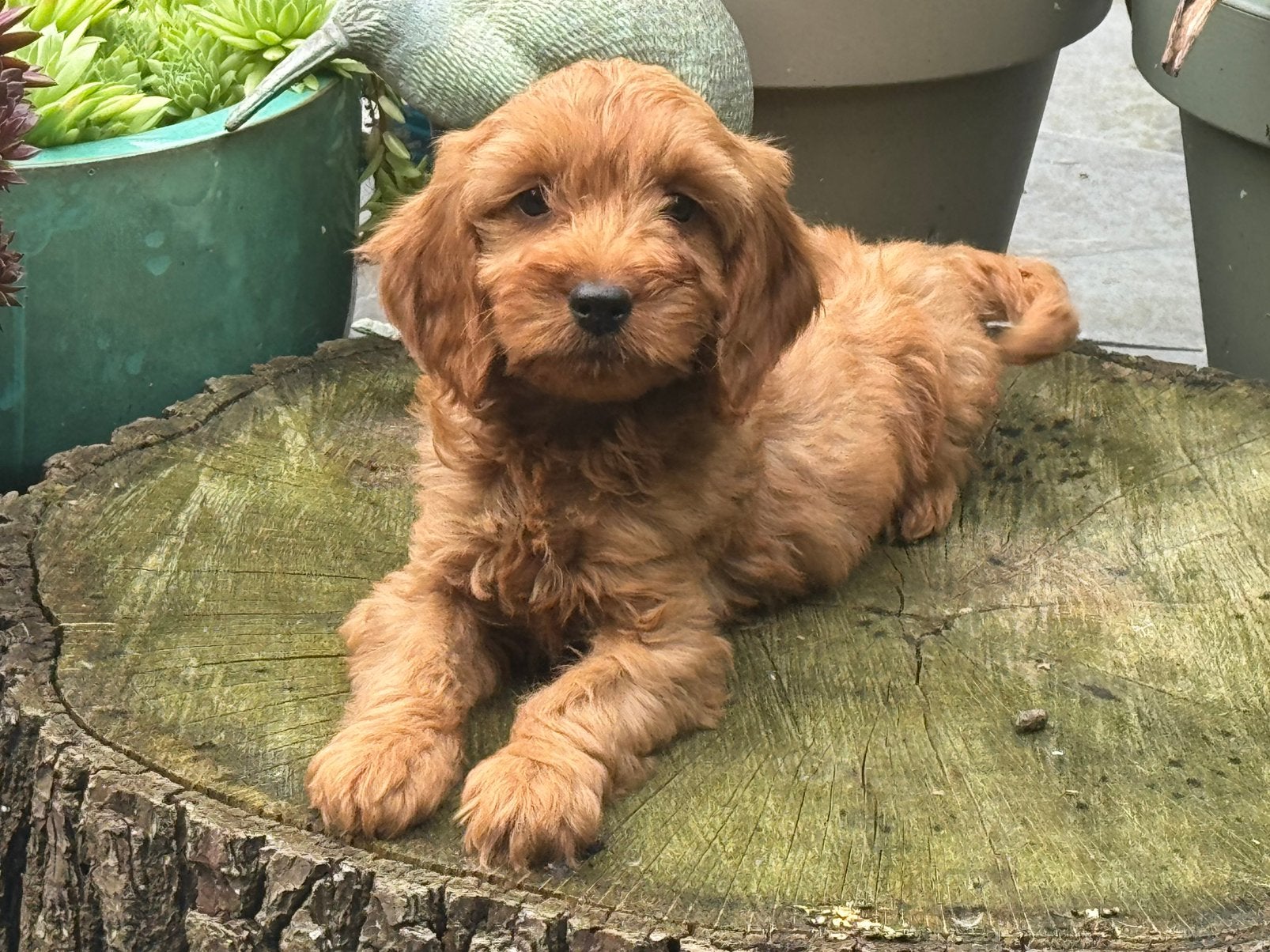 Cavapoo pups Hypoallergeen gezondheid getest mogen weg, Nederland, Parvo, Overige rassen, 8 tot 15 weken