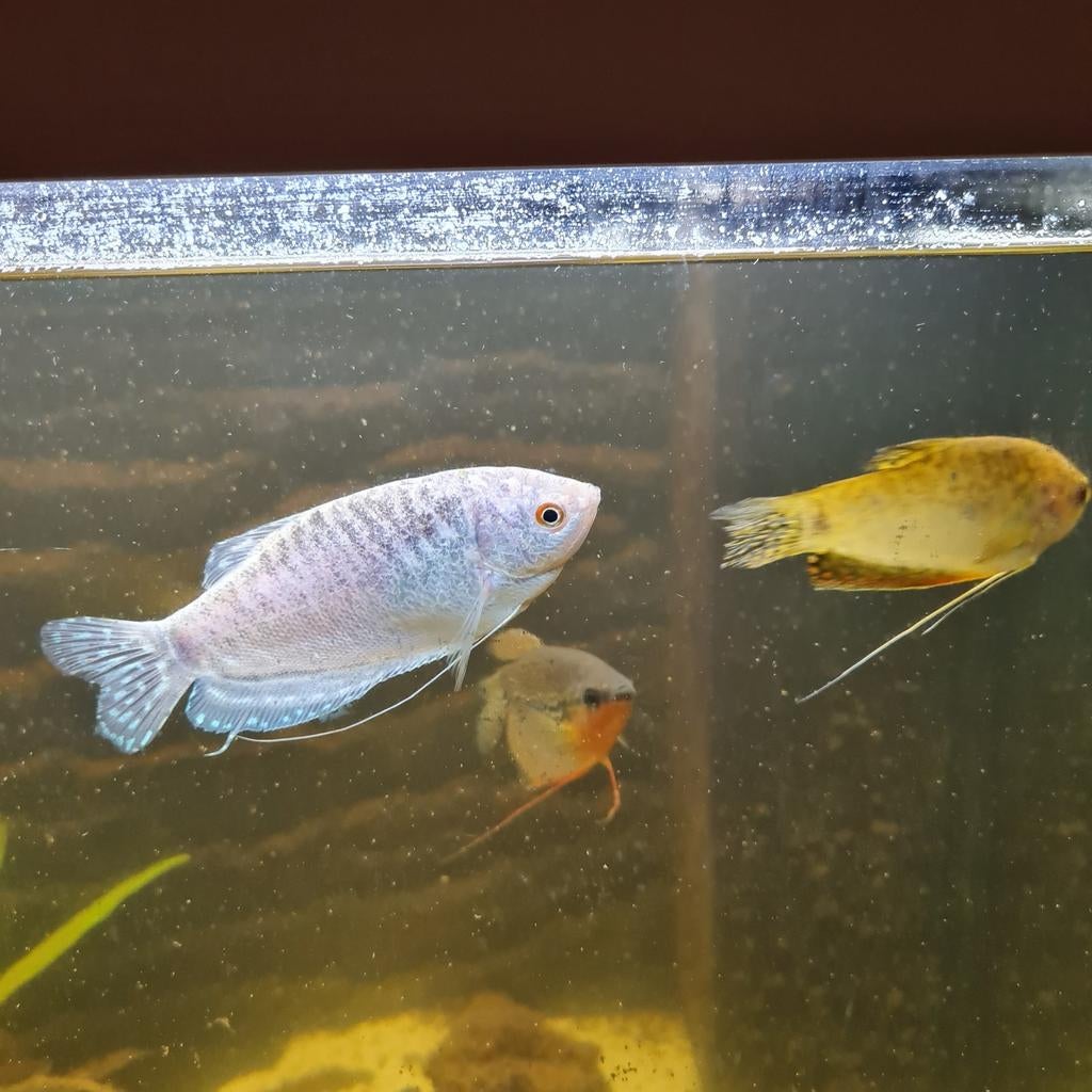 4x tetra' s . 4 x Goerami vissen.  Ze zijn in goede conditie, Ophalen of Verzenden, Nieuw, Gevuld zoetwateraquarium
