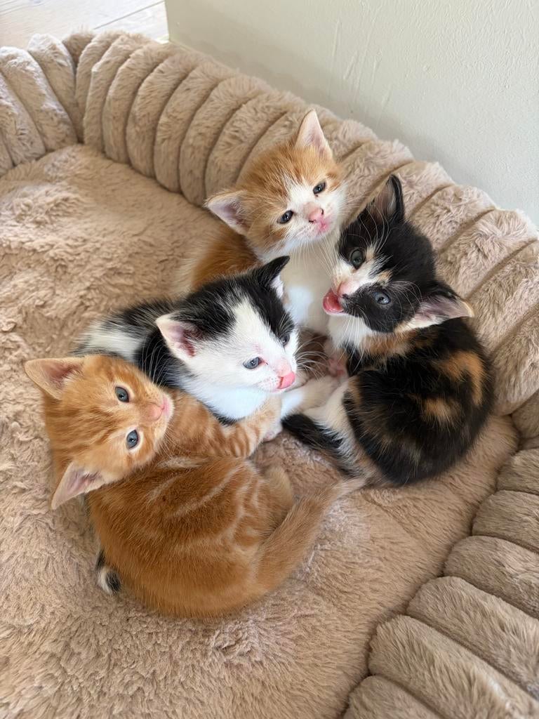 Kittens, lapjes, oranje, zwart/witje geboren 1 april!, Dieren en Toebehoren, Katten en Kittens | Overige Katten, Meerdere dieren