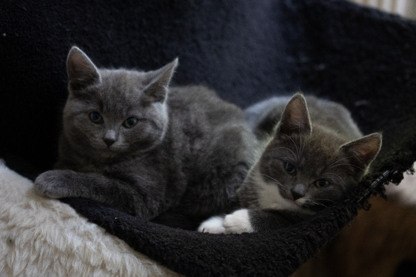 Prachtig blauwgrijs poesje met witte pootjes beschikbaar!, Meerdere dieren, Kortharig, 0 tot 2 jaar