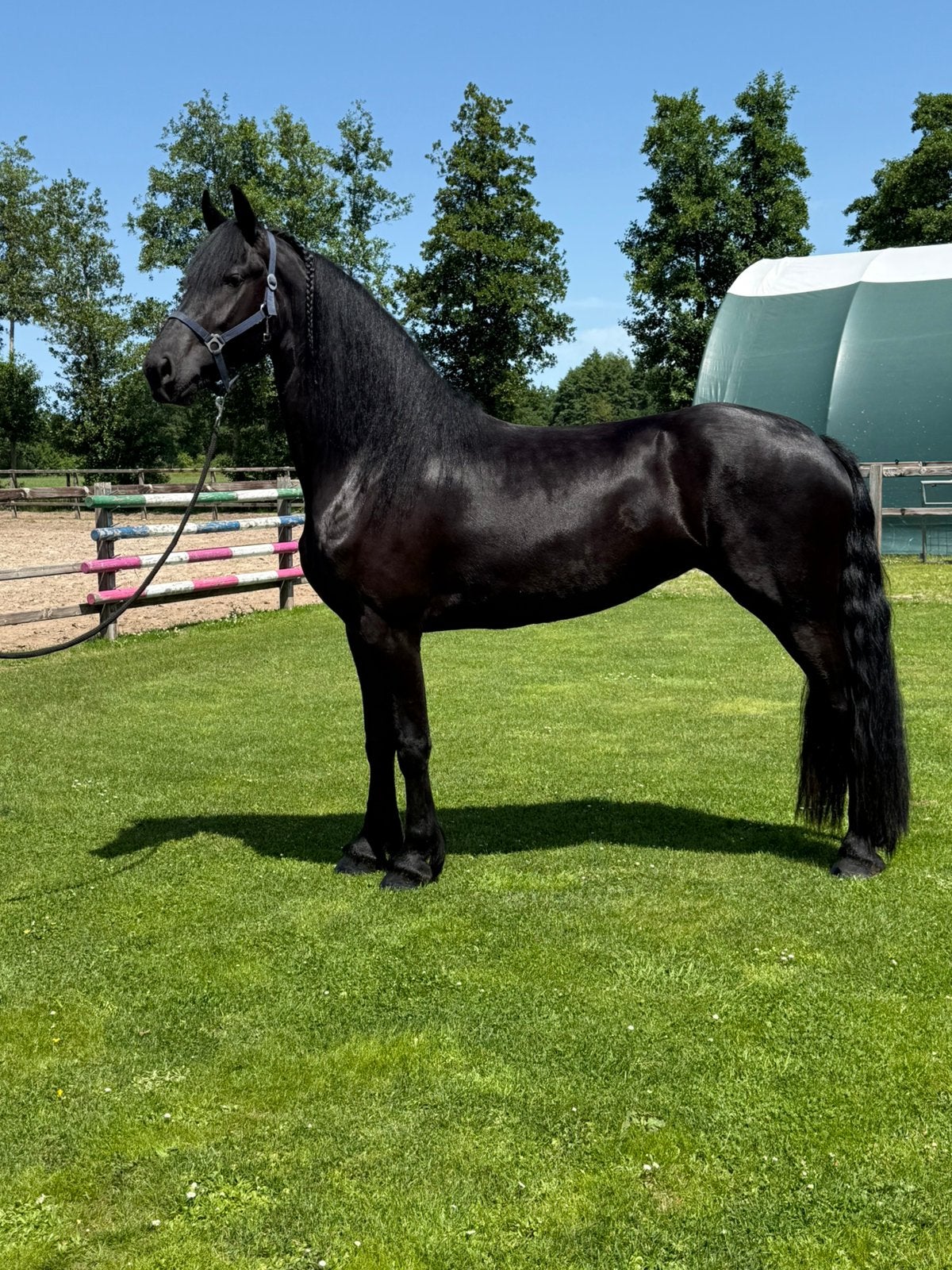 3 jarige Friese stermerrie -1.70, Dieren en Toebehoren, Paarden, Merrie, 170 tot 175 cm, Dressuurpaard, 3 tot 6 jaar