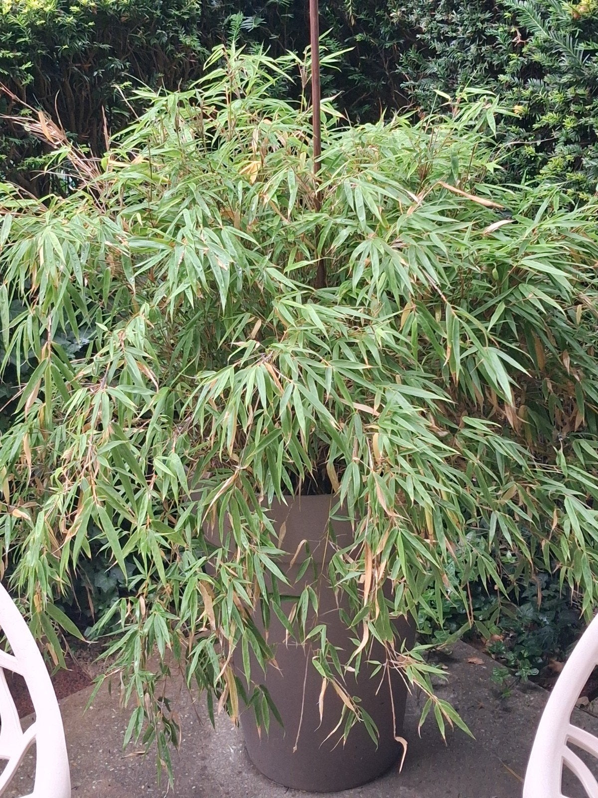 Bamboe in mooie hoge pot, Ophalen, Vaste plant, Siergrassen, Bloeit niet
