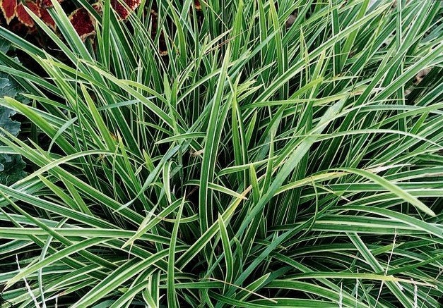 20 siergras Carex morrowii 'Ice Dance' € 50.00, Volle zon, Vaste plant, Siergrassen, Ophalen of Verzenden