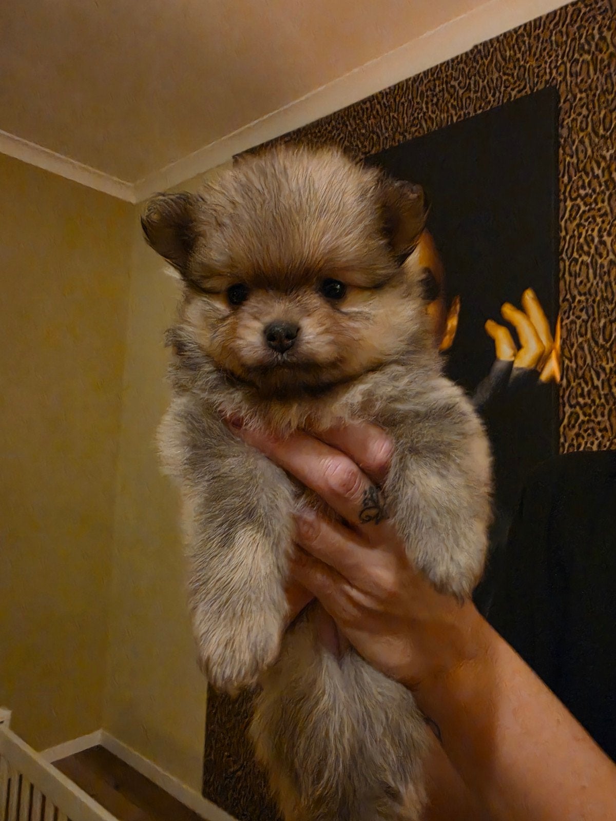 Pomeriaan pups te koop, 8 tot 15 weken, Meerdere, Meerdere dieren, Nederland