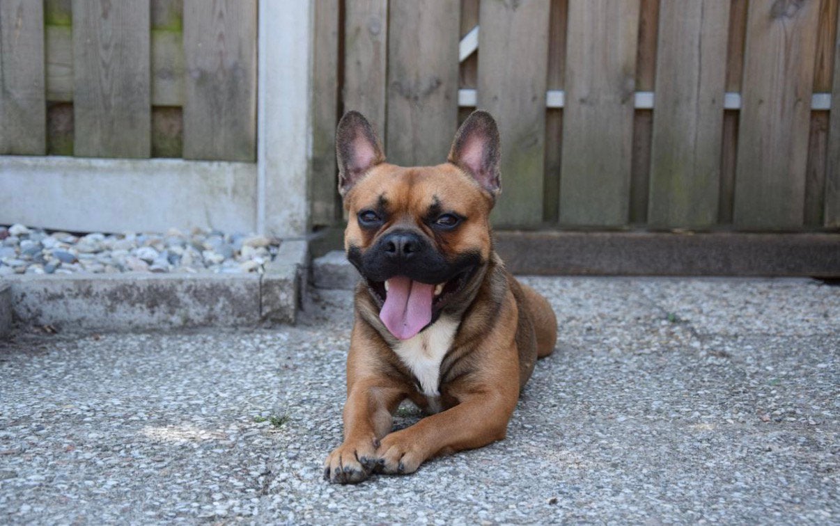 Franse Bulldog, Reu, Parvo, Bulldog, Eén hond