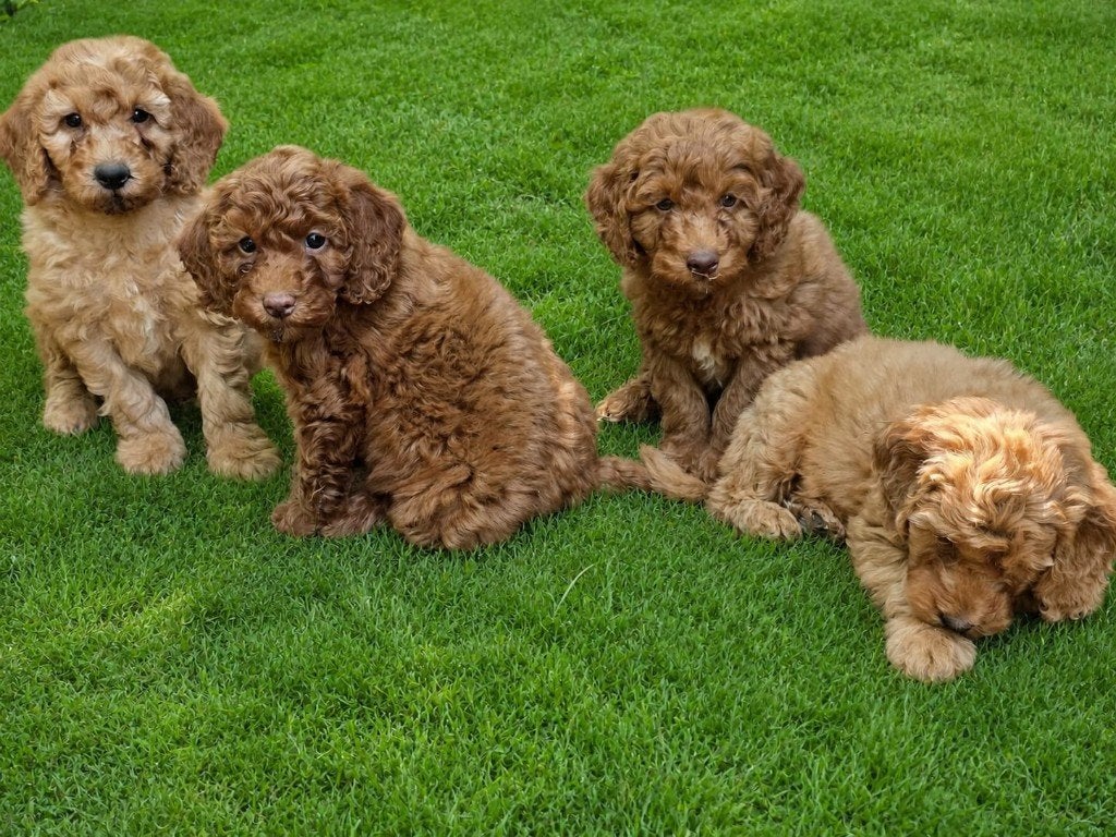 Labradoodle Medium, Parvo, Overige rassen, 8 tot 15 weken, Meerdere