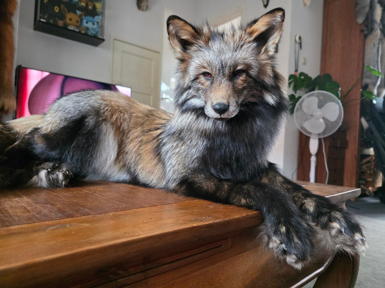Softmount taxidermie vos te koop, Ophalen of Verzenden, Wild dier, Opgezet dier