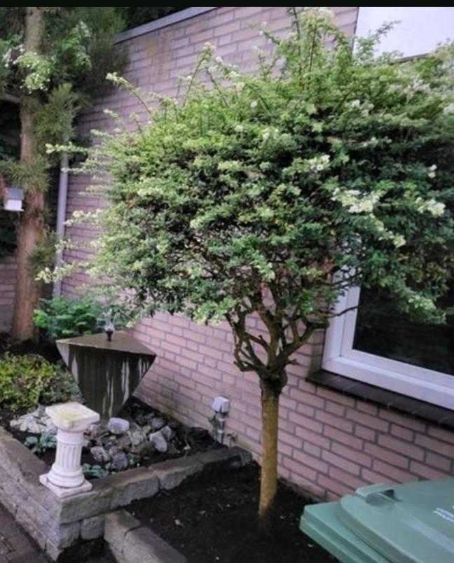Gratis aftehalen 2 stuks Schijnhulst. Voor vrijdag, Tuin en Terras, Ophalen, Siergrassen, Volle zon