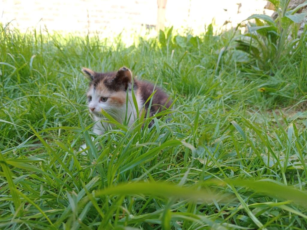 Twee tamme en speelse poesjes (Venlo), Dieren en Toebehoren, Meerdere dieren, Ontwormd, 0 tot 2 jaar