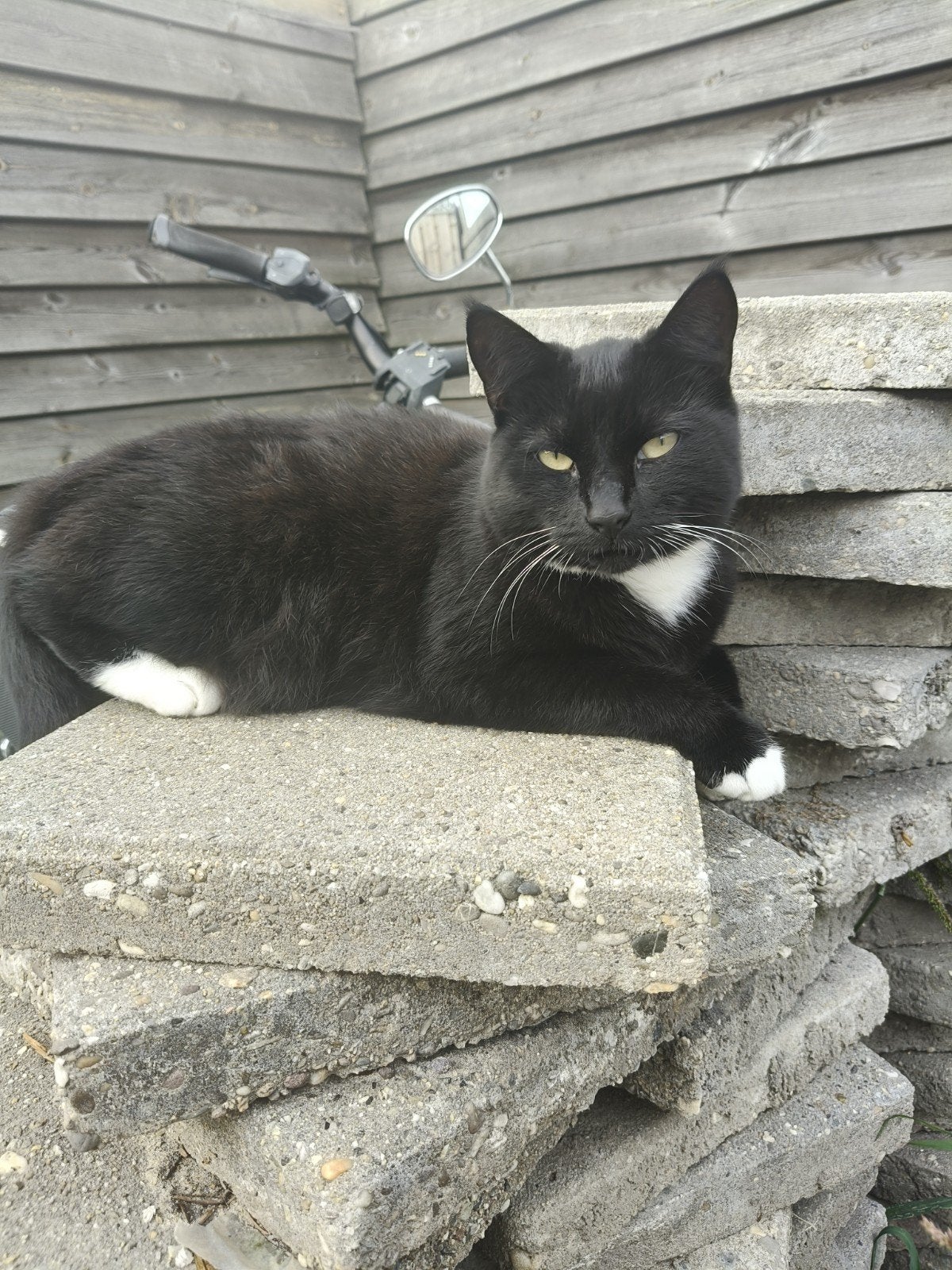 Gezocht! Boerderij voor deze lieve meid, Dieren en Toebehoren, Poes