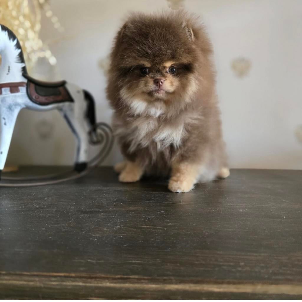 Teacup choco tan pomeraniaan bearface boo pomeriaan ini mini, Dieren en Toebehoren, Honden | Chihuahua's en Gezelschapshonden