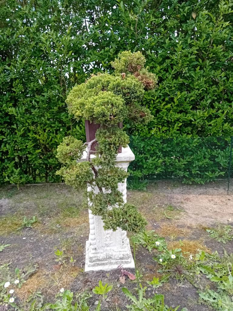 Bonsai, Tuin en Terras, Planten | Bomen, Bloeit niet, Halfschaduw, Overige soorten, Minder dan 100 cm