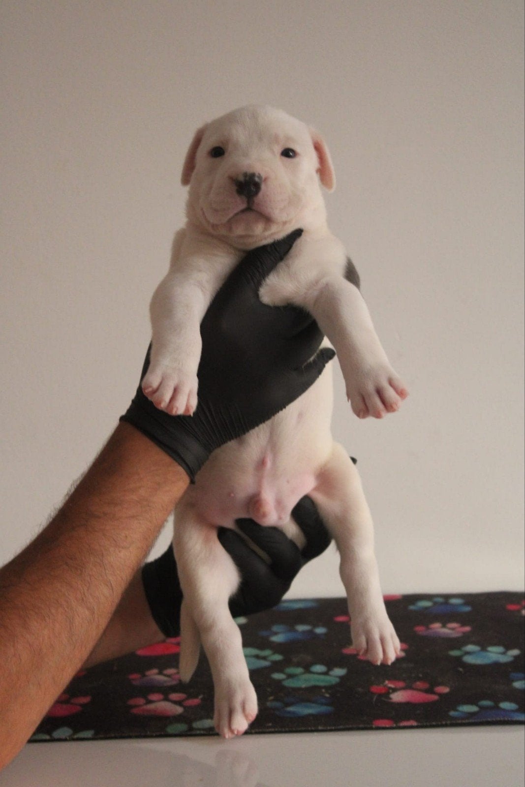American bully xl pups  xl bully xxl bully Dbkc  Stamboom, Parvo, Overige rassen, 8 tot 15 weken, Meerdere