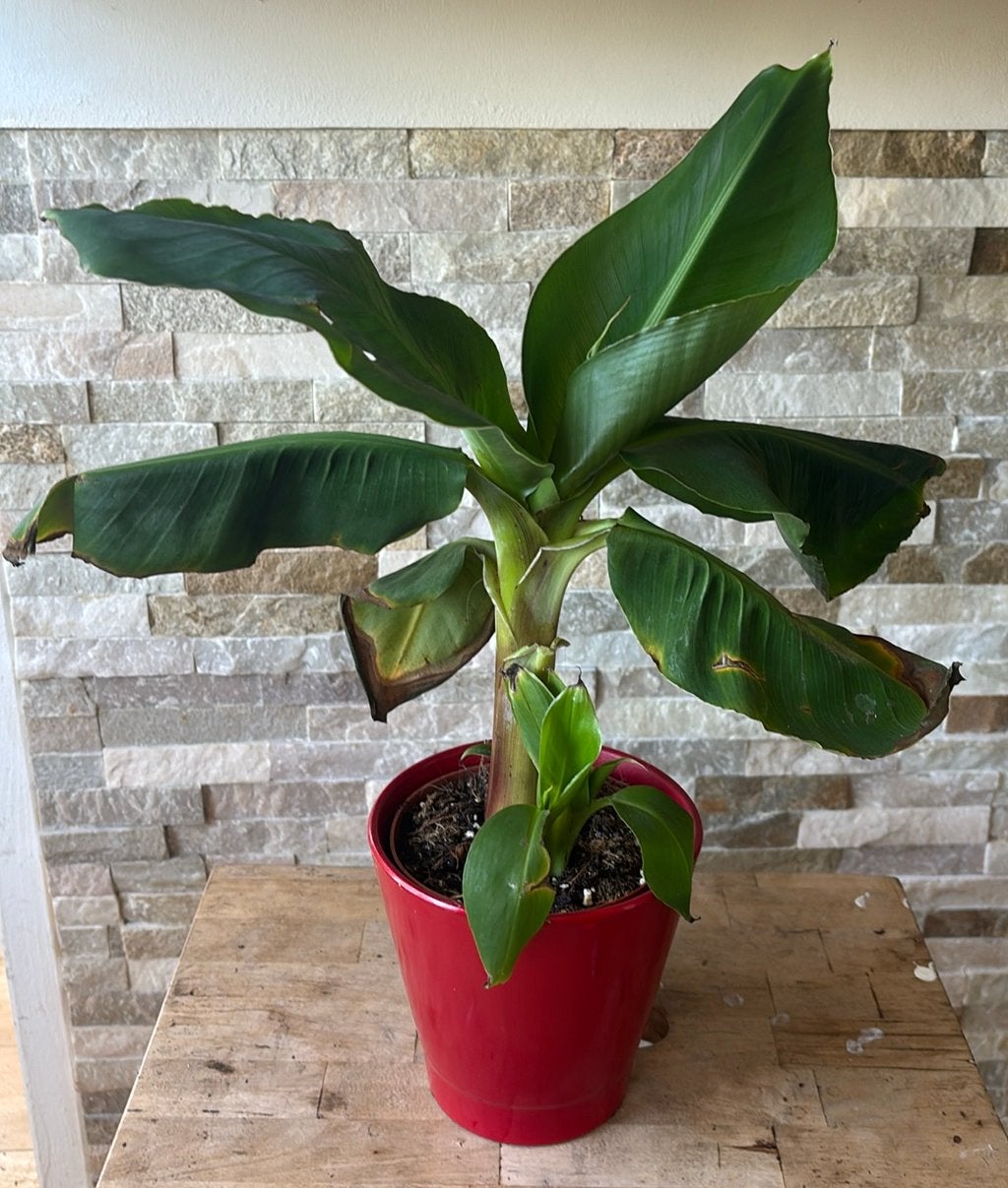 Banaan plant in pot, Overige soorten, In pot, Minder dan 100 cm, Groene kamerplant